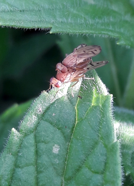 Opomyza florum