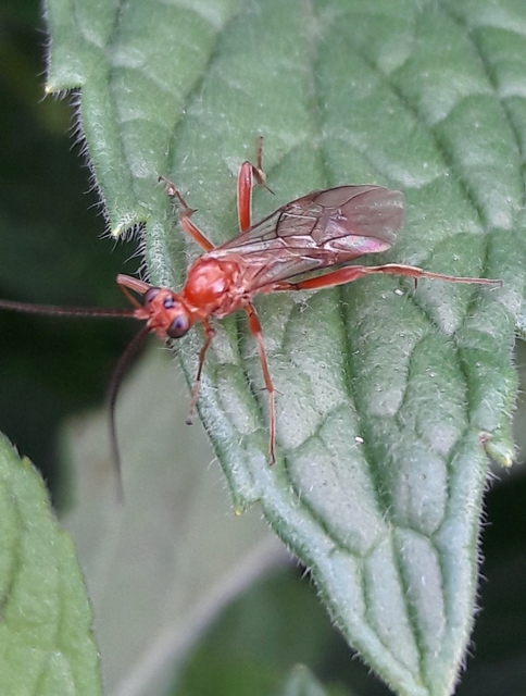Lymantrichneumon disparis