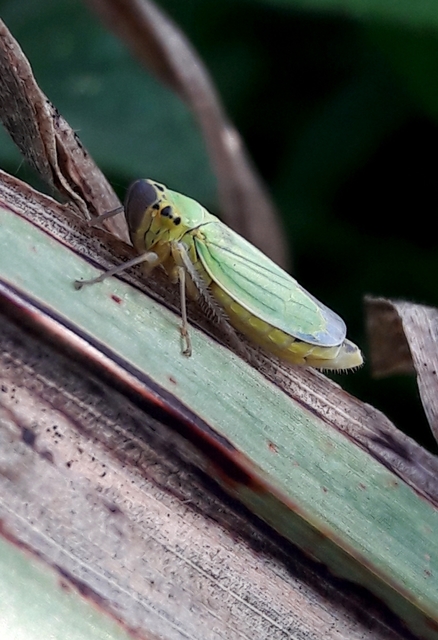 Cicadella viridis - méregzöld kabóca