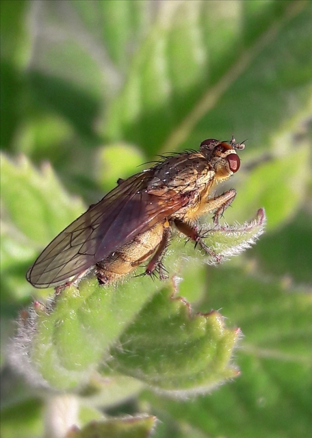 Scathophaga stercoraria - közönséges trágyalégy