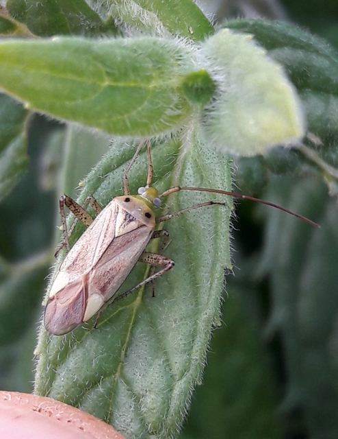 Adelphocoris lineolatus - lucernapoloska