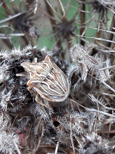 Ancyrosoma leucogrammes - vállas poloska