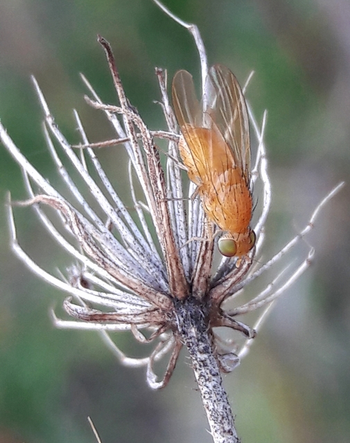 Lauxaniidae - pudvalegyek
