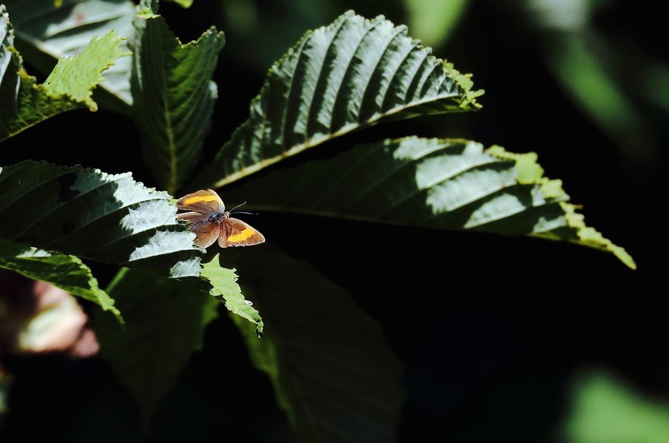 Thecla betulae - nyírfalepke