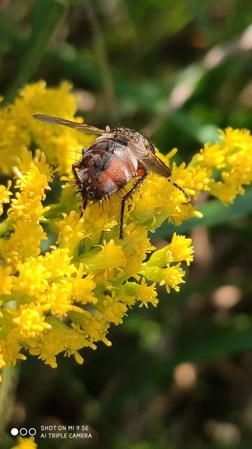 Linnaemya vulpina