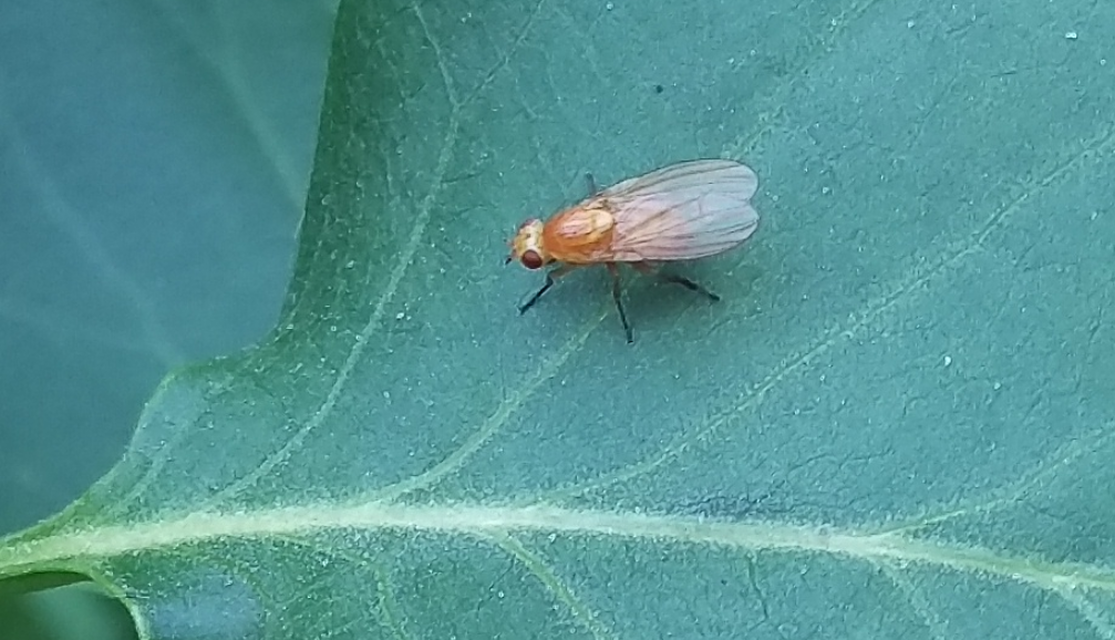 Lauxaniidae - pudvalegyek