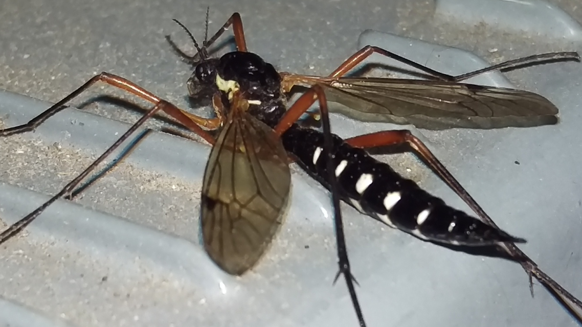 Ctenophora guttata