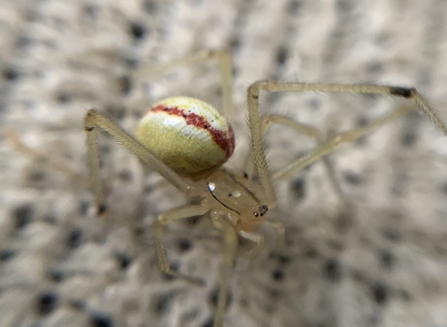 Enoplognatha ovata - vonalas törpepók