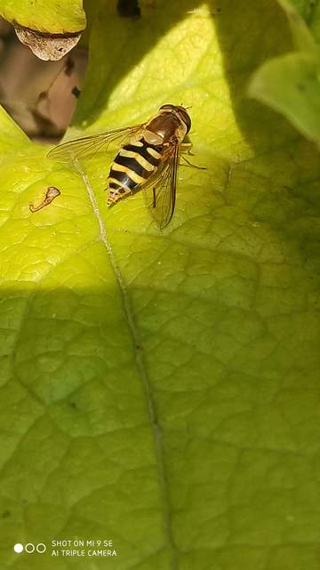 Syrphus