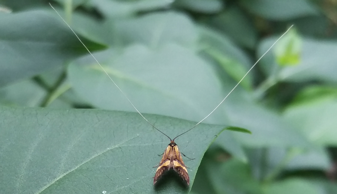Nemophora degeerella - pompás tőrösmoly