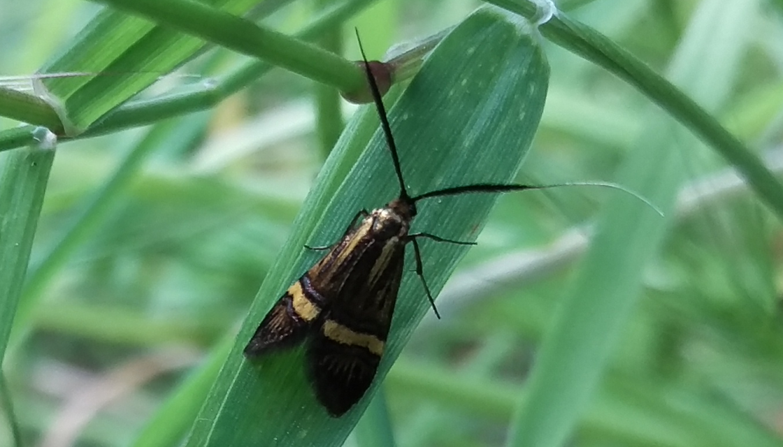 Nemophora degeerella - pompás tőrösmoly
