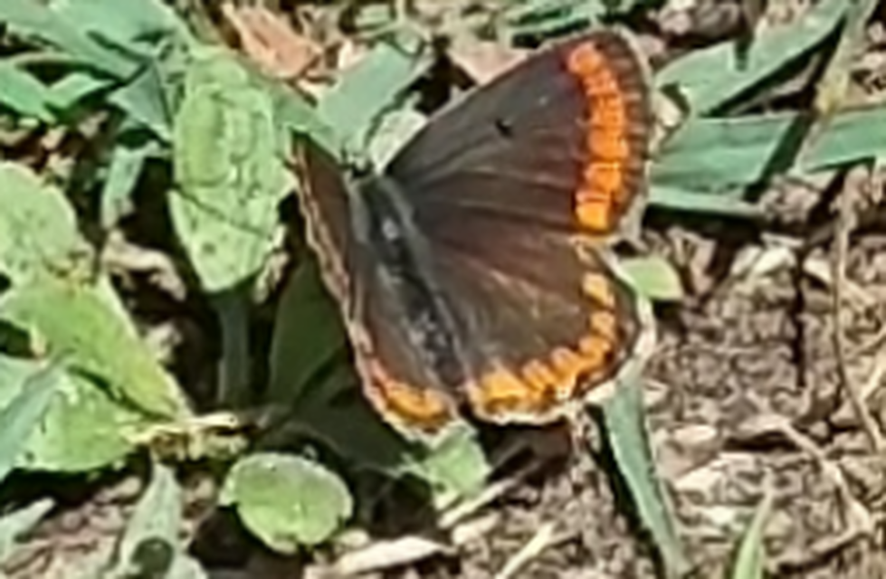 Aricia agestis - szerecsenboglárka