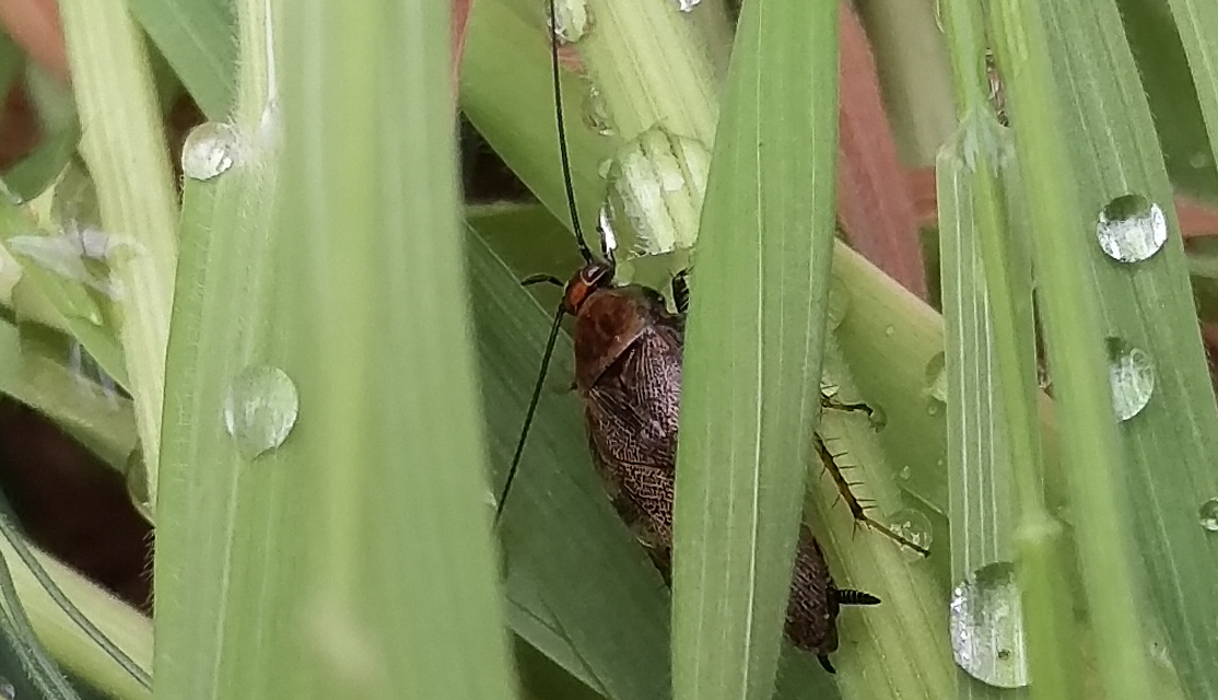 Ectobius erythronotus - sárgatorú erdeicsótány