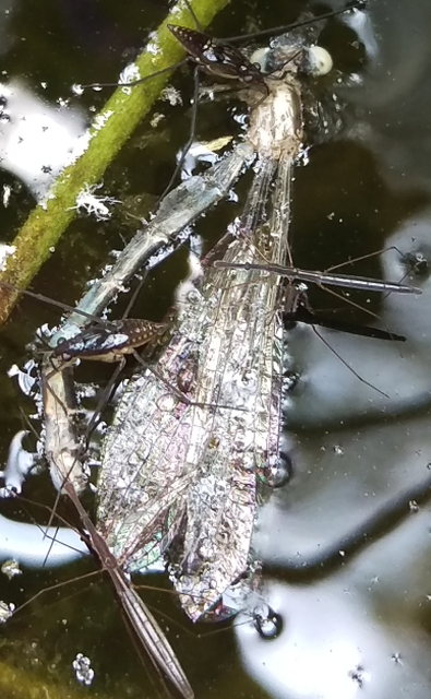 Gerridae - molnárpoloskák