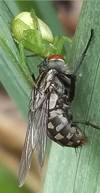 Ebrechtella tricuspidata - alakoskodó karolópók
