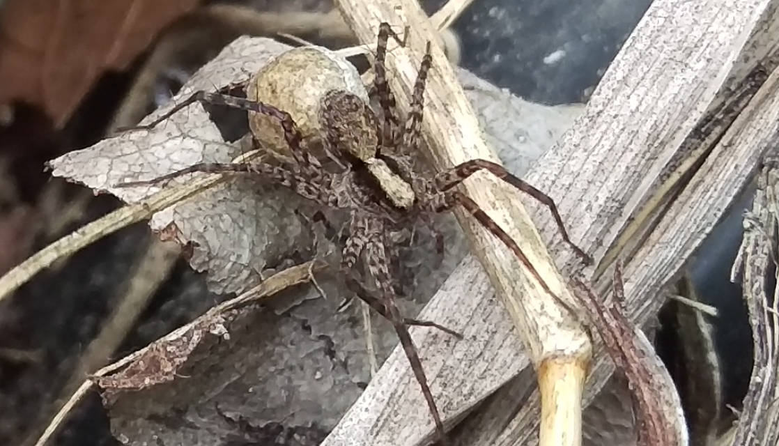 Pardosa alacris/lugubris