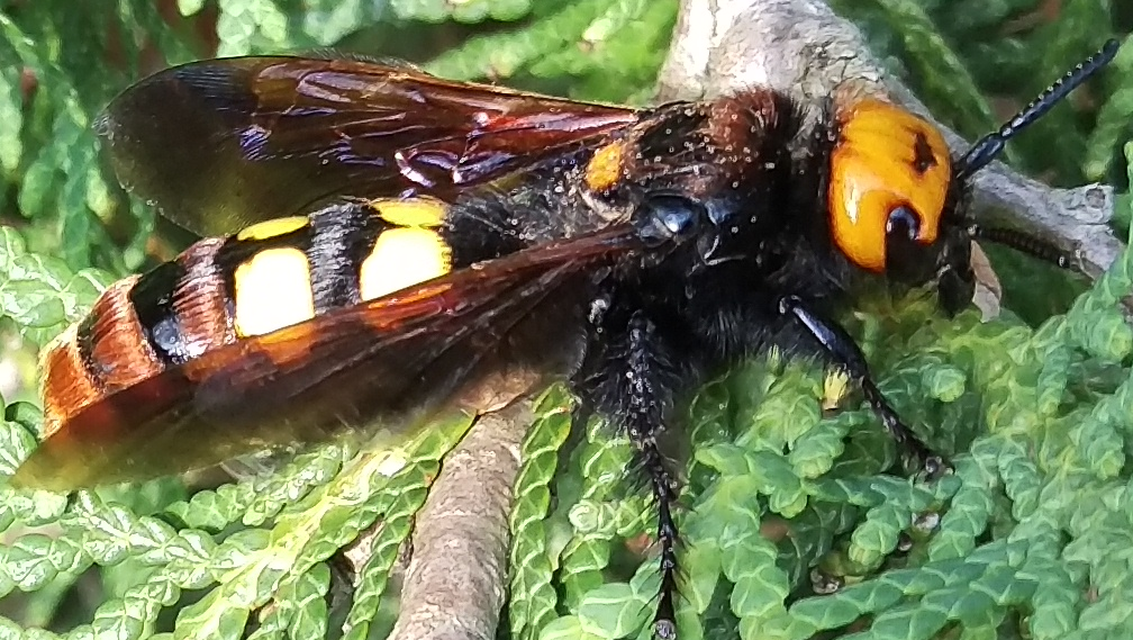 Megascolia maculata - óriás-tőrösdarázs