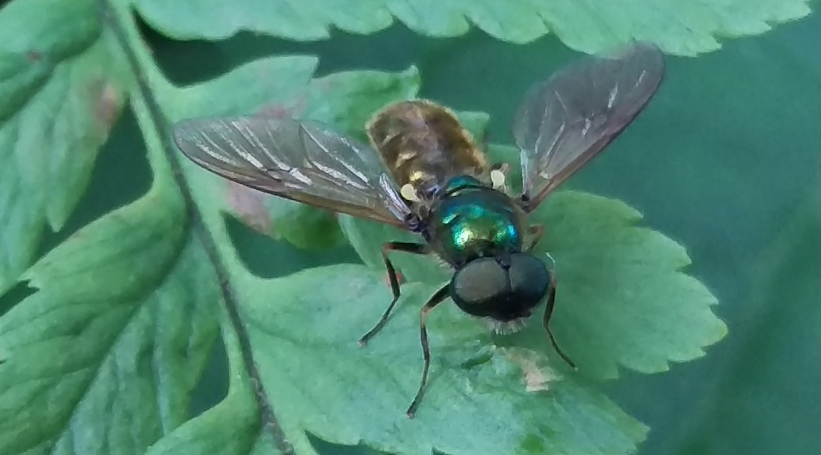 Chloromyia formosa - közönséges fémeslégy