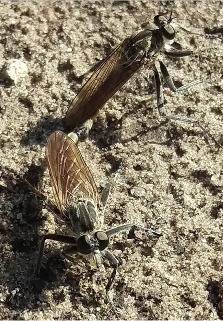 Philonicus albiceps