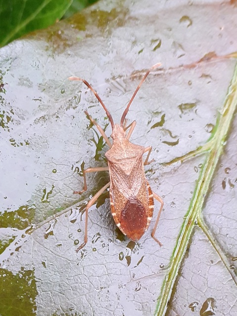 Gonocerus acuteangulatus - aranypetés karimáspoloska