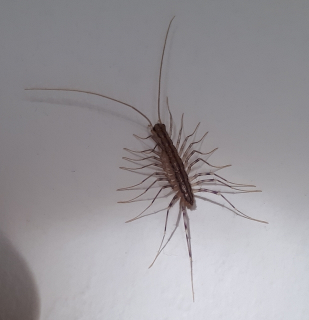 Scutigera coleoptrata - légyölő pókszázlábú
