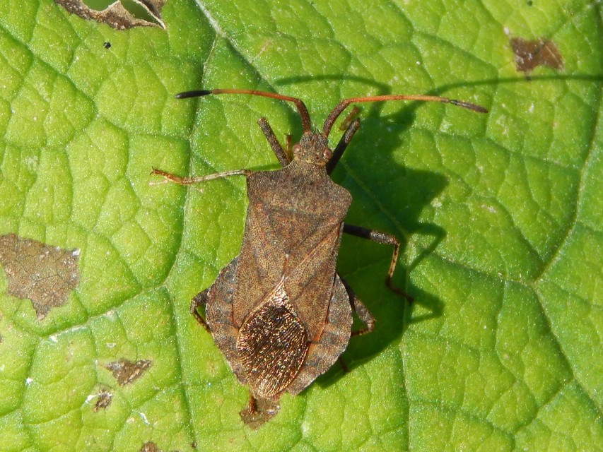 Coreus marginatus - közönséges karimáspoloska