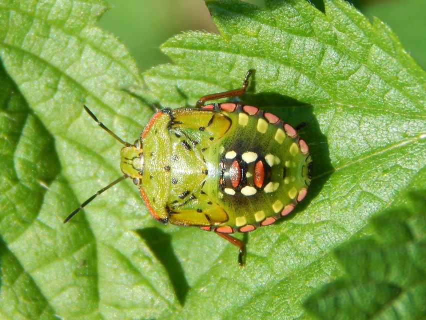 Nezara viridula - zöld vándorpoloska