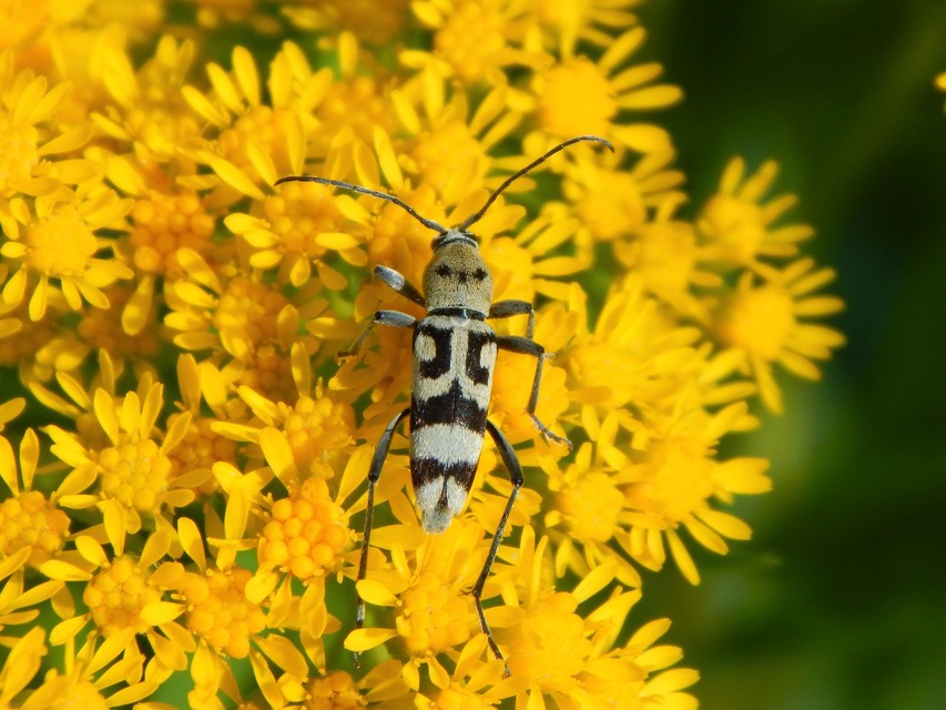 Chlorophorus varius - díszes darázscincér