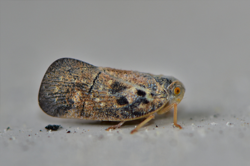 Metcalfa pruinosa - amerikai lepkekabóca
