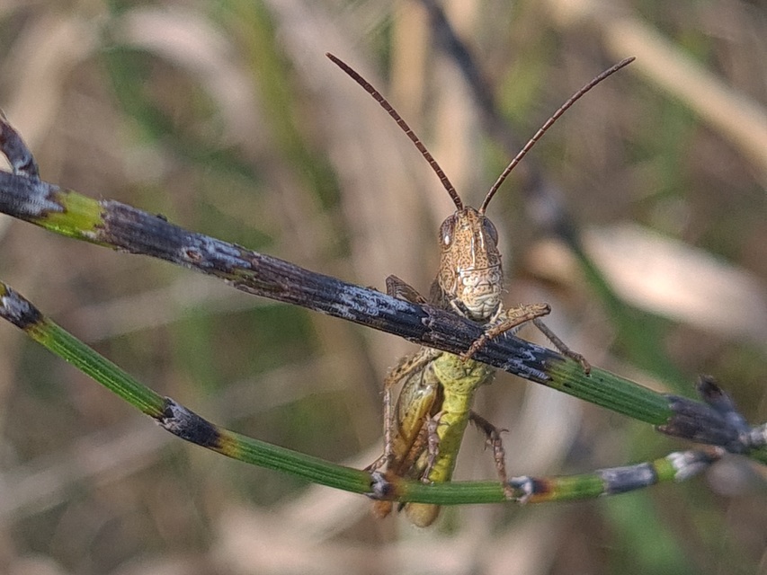 Chorthippus mollis - halk tarlósáska