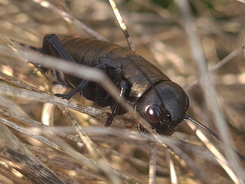 Gryllus campestris - mezei tücsök