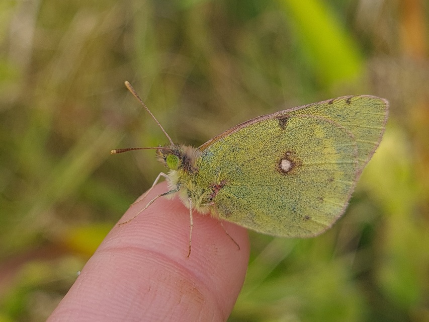 Colias erate - csángó-kéneslepke