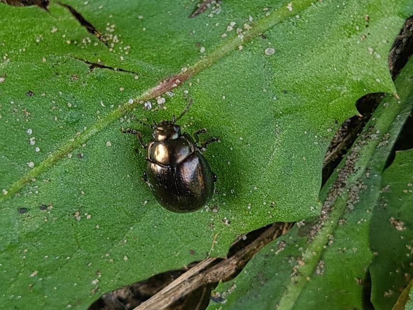 Chrysolina chalcites - homoki levelész Chrysolina chalcites - homoki levelész