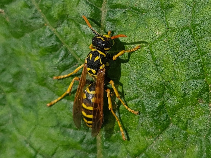 Polistes dominulus - déli papírdarázs