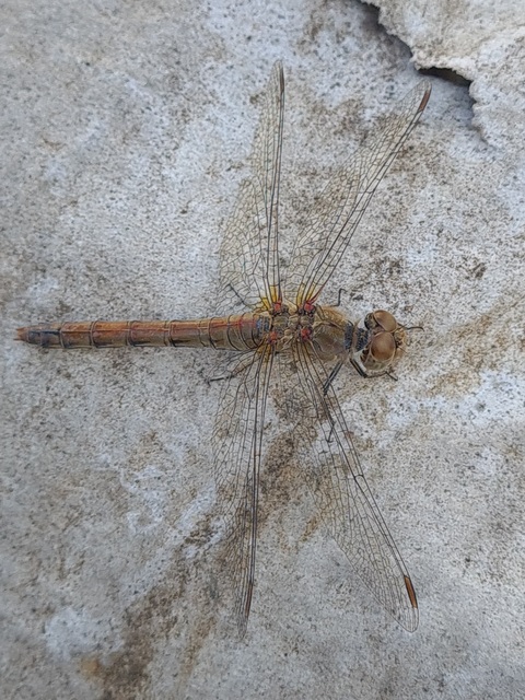 Sympetrum striolatum - harántsávos katona-szitakötő