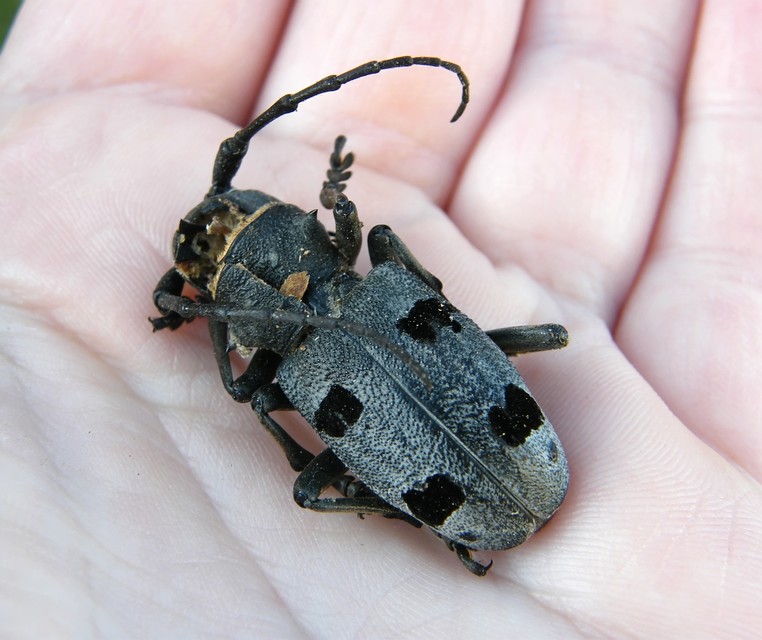 Morimus asper funereus - gyászcincér