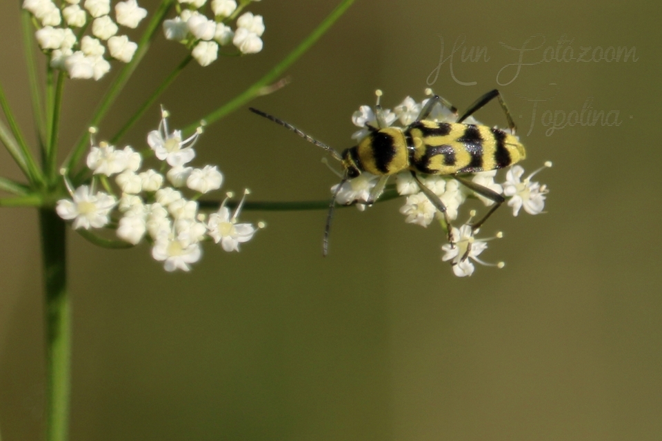 Chlorophorus varius - díszes darázscincér