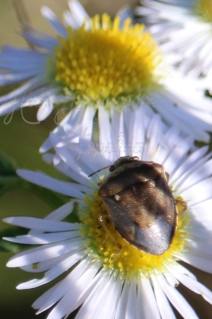 Eysarcoris ventralis - fakó feketefejű-poloska Eysarcoris ventralis - fakó feketefejű-poloska
