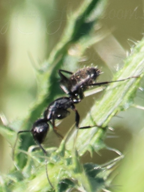Camponotus vagus - fekete lóhangya