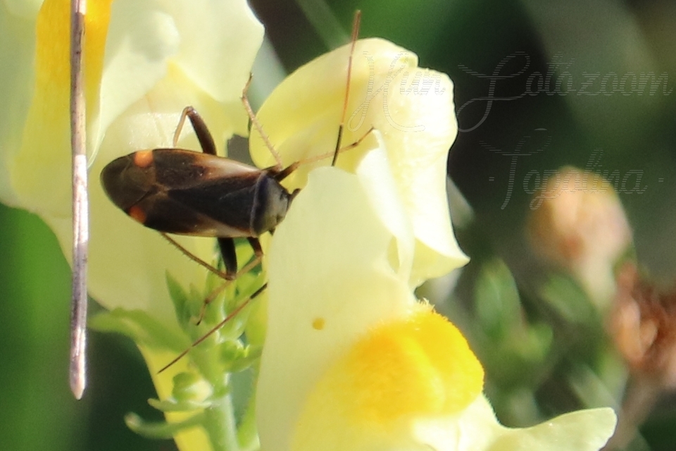 Adelphocoris seticornis - szegélyes mezeipoloska