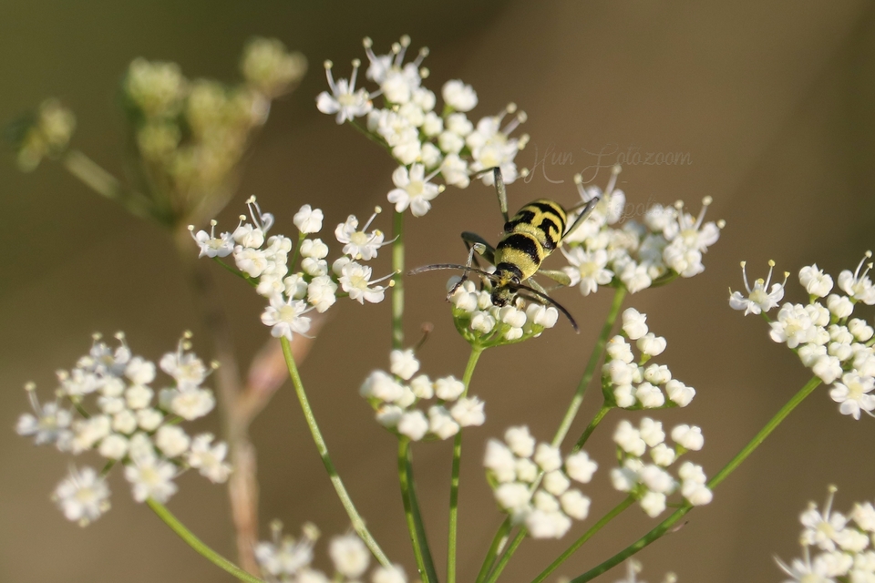 Chlorophorus varius - díszes darázscincér