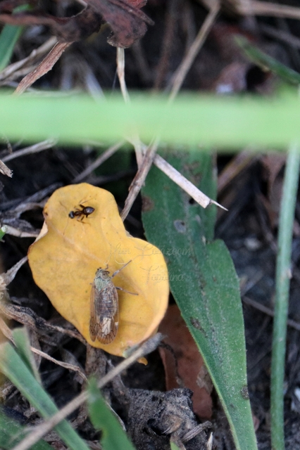Cixiidae - recéskabócák