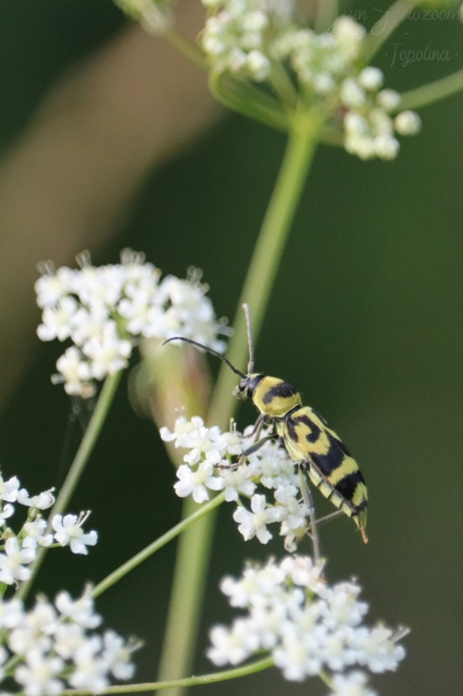 Chlorophorus varius - díszes darázscincér