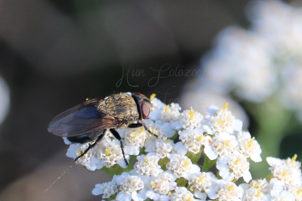 Pollenia