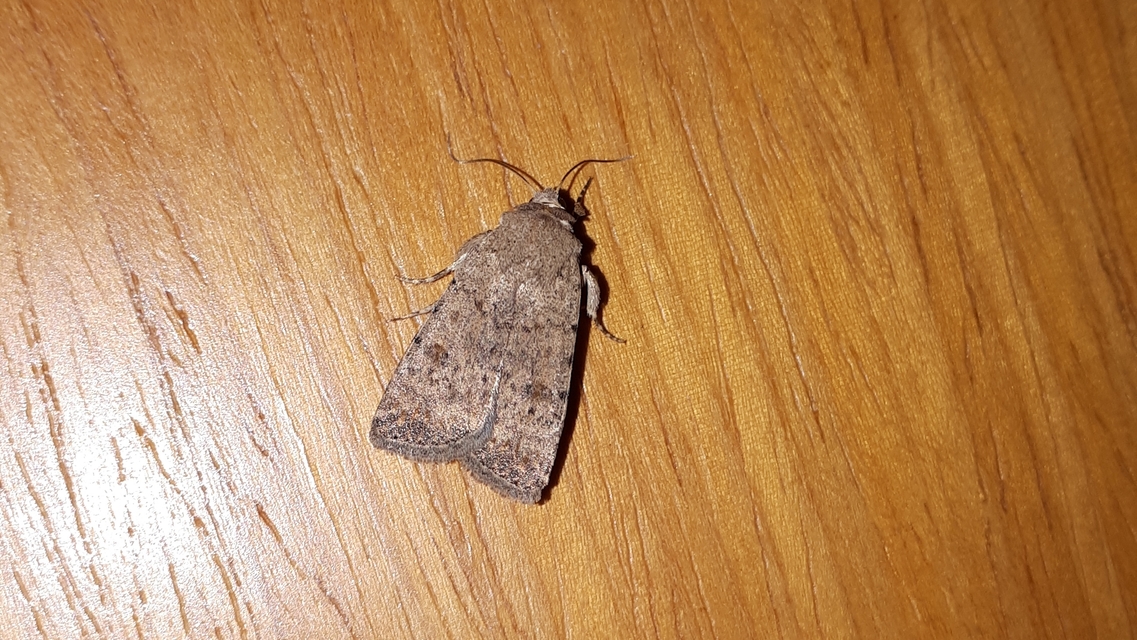 Paradrina clavipalpis - közönséges selymesbagoly