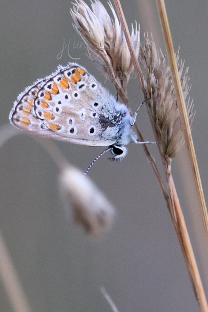 Aricia agestis - szerecsenboglárka