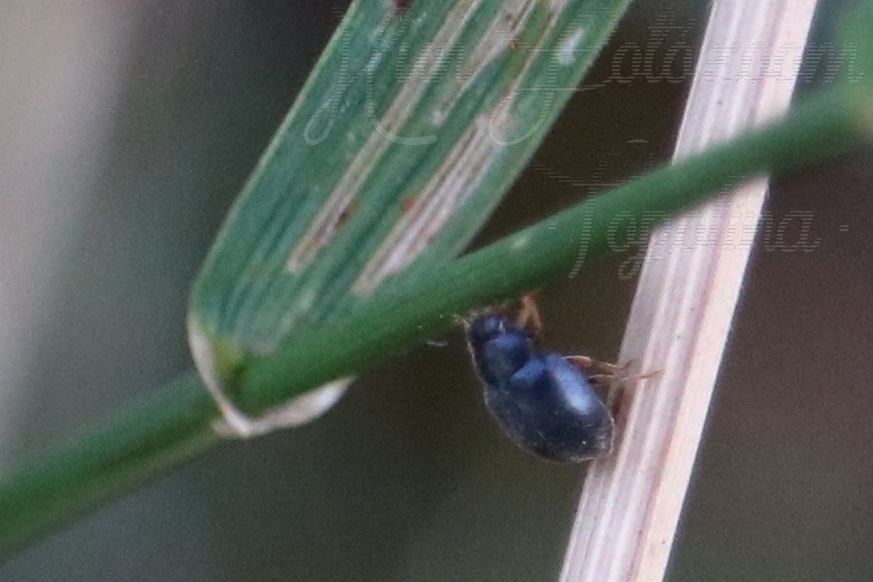 Scymnus
