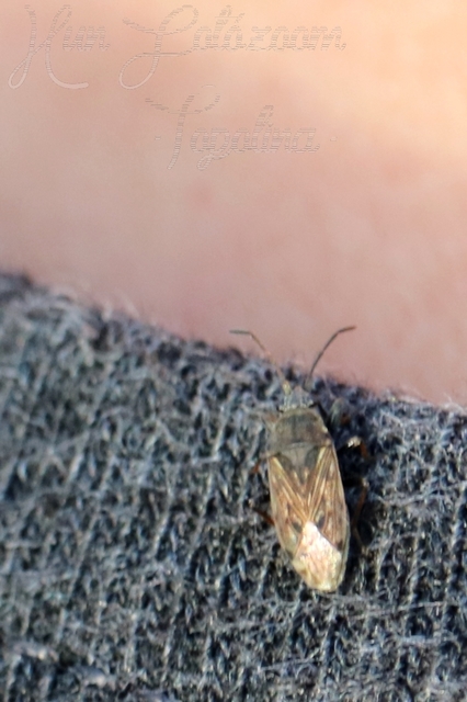 Peritrechus gracilicornis - vékonycsápú feketésbodobács