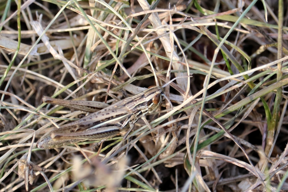 Euchorthippus declivus - rövidszárnyú rétisáska