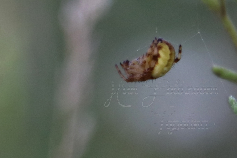 Araneus quadratus - négyes keresztespók